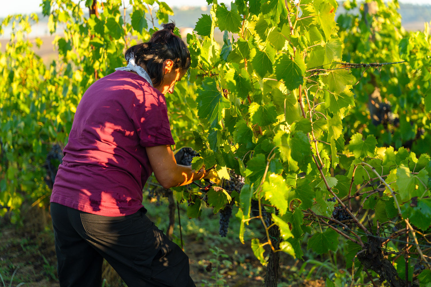 Vendemmia al Podere il Pino