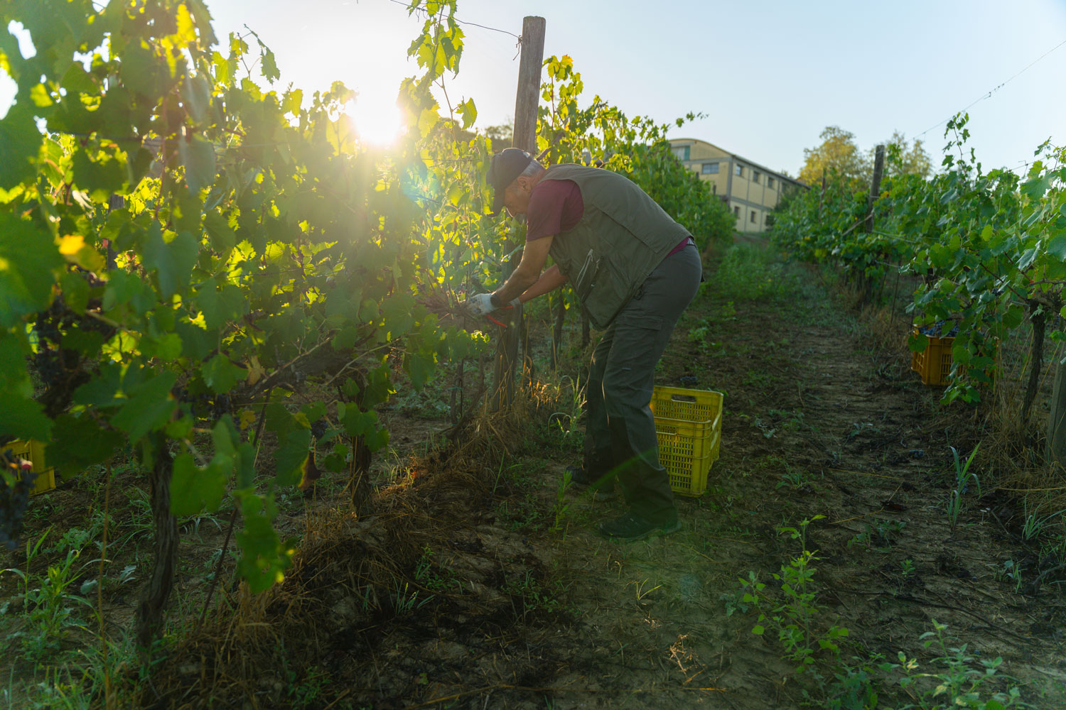 Lavoro in vigna durante la vendemmia