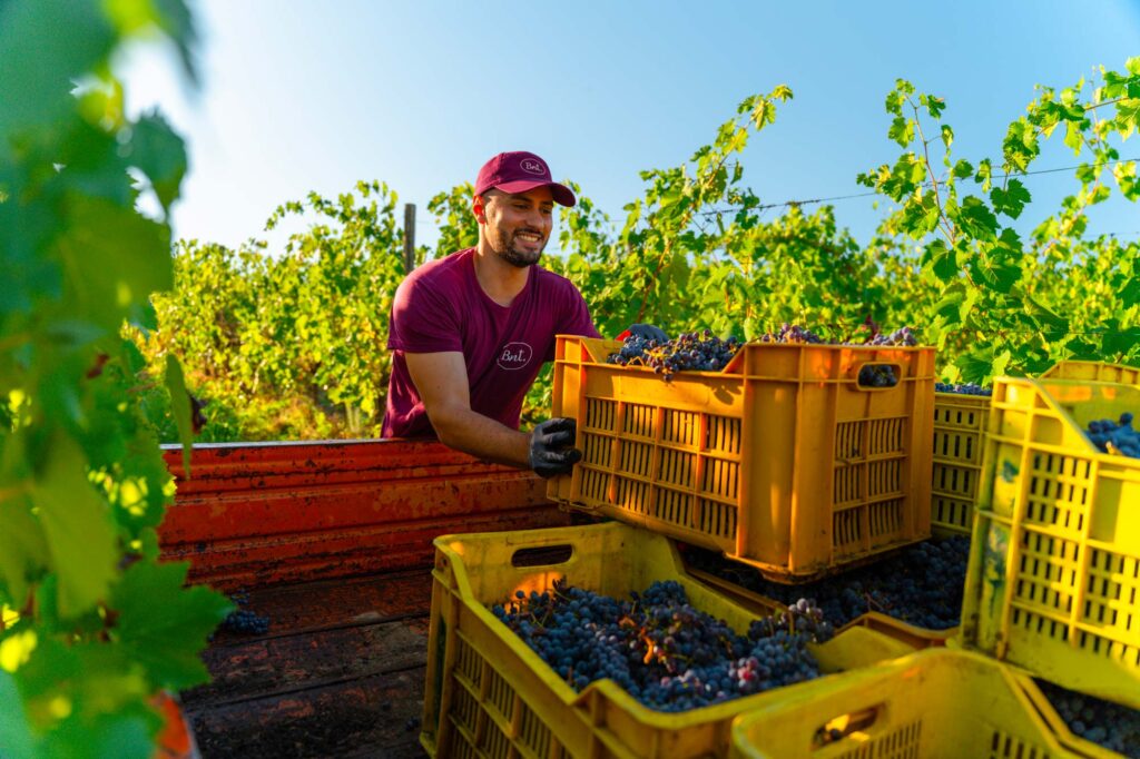 Una vendemmia può durare più di un giorno.