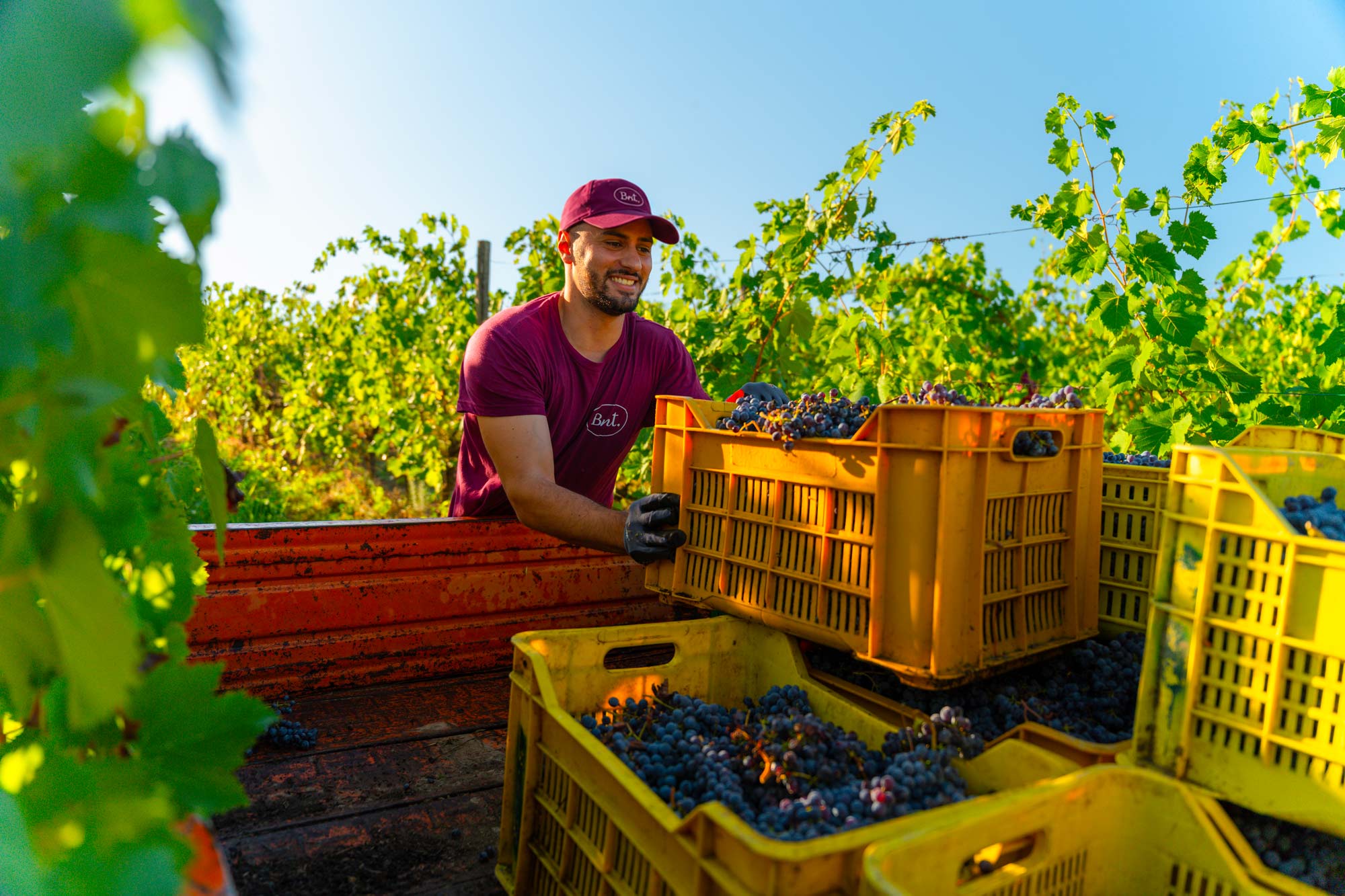 Francesco durante la vendemmia al Podere il Pino