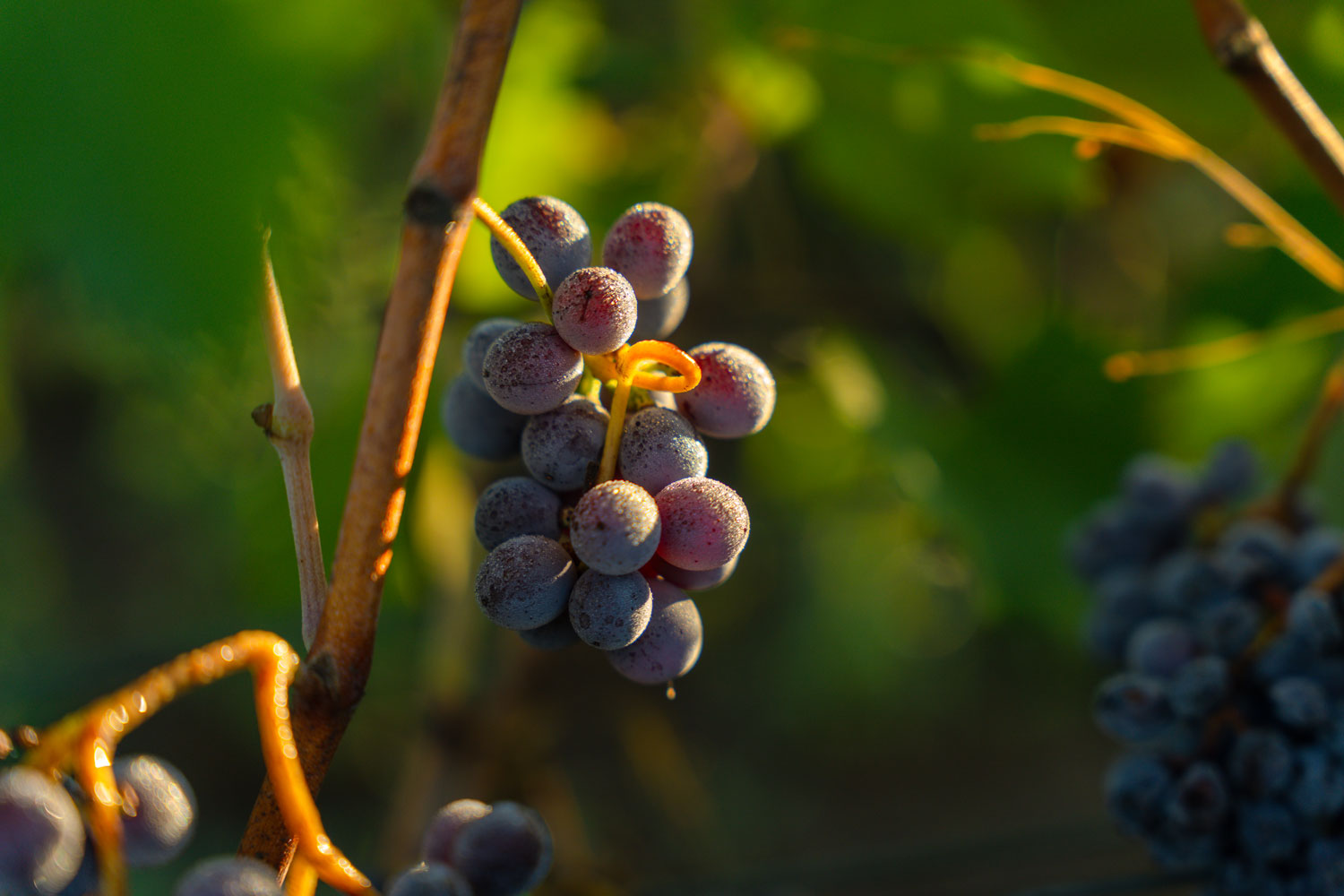 Grappolo d'uva al Podere il Pino